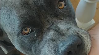 Dog Begs For Scraps In Cutest Possible Way