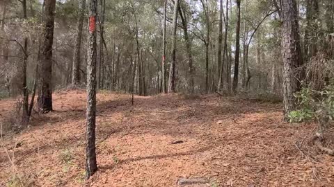 Florida Trail Shangri-La To Ross Prairie Trailhead Hike heading West as we work on 1,500 miles!