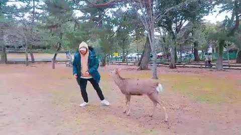 japan Cute Deer a headbutt