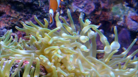 Clown Koi fishes Dive Near Coral Reefs