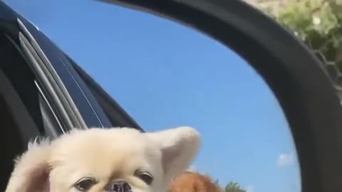 Dog Enjoying Dog Trip