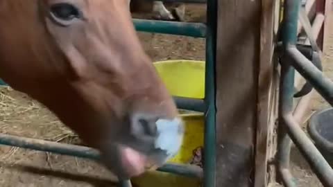 Why do you put tape on a horse's nose