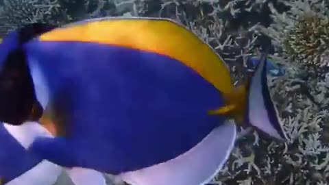 Two Fish Dancing in The Sea