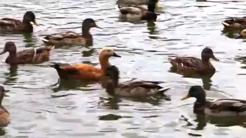 Duck the Park pond to swim || Relexing Music video