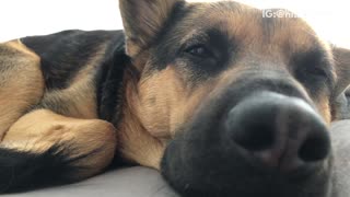 Close up of brown black dog german shepard