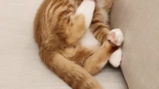 Goofy Kitty Nibbles His Own Paw