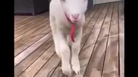 How cute is this goat😍