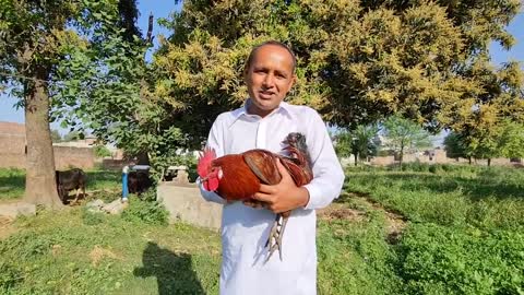 Desi Murgh Curry Aur Chawal | Country Chicken Curry Recipe | Village Style | Mubashir Saddique |