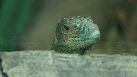 Lizard head close-up