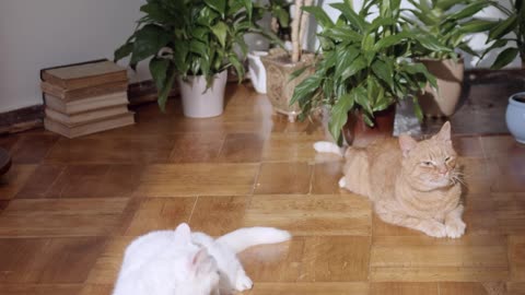 How Cats happily play with each other