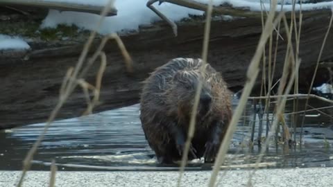 50 pound beaver vs. ice #shorts