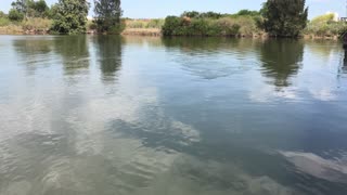 Baby Great White Shark Swims in Canal