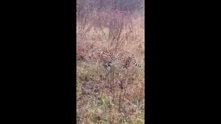 Balkan Safari: African Cat Filmed Roaming Croatian Forest