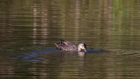 Pacific Black Duck at Varsity Lakes, Aug 2022