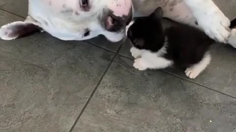 Melting images of dogs stroking a kitten's head.