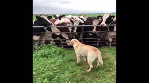 funny and cute puppy you will laugh