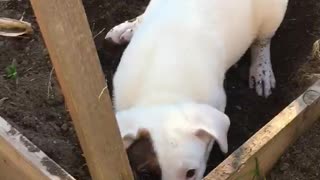 White dog digs in backyard garden