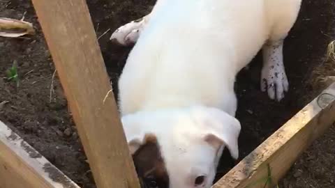 White dog digs in backyard garden