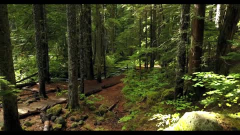 Relaxing Forest Walk