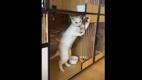 Funny Cat Compilation Video 📸