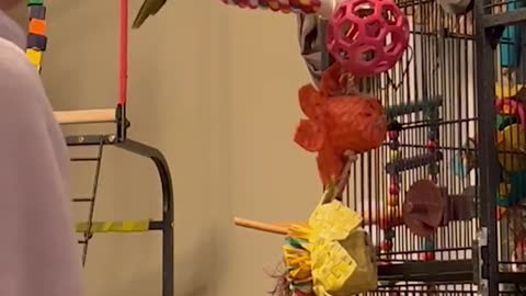 Sassy Parrot Mimics Pet Parent