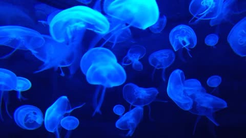 Jellyfish in 4k ultra HD (Blueray) jelly fish  in blue light 