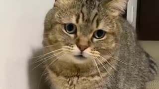 Funny cat videos