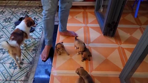 These Five Cute 1 Month Old Puppies And Their Mom Are So Cute 2 | Viral Dog Puppy