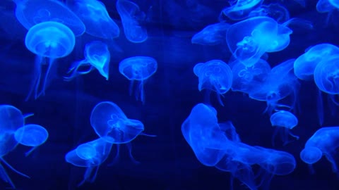 The jellyfish illuminates the water.
