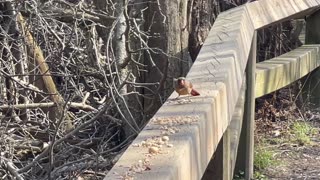 Beautiful female Cardinal at James Gardens Toronto