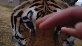 The pet tiger 🐅🐅🐯🐯