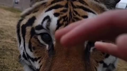 The pet tiger 🐅🐅🐯🐯