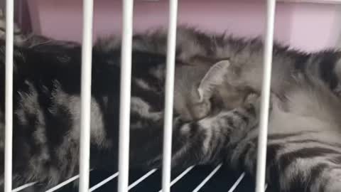 cat in cage