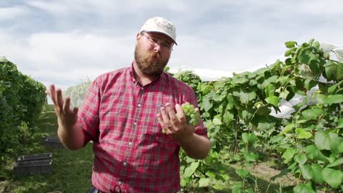 Thrive_ The Kentucky Wine Tradition (Full Documentary)