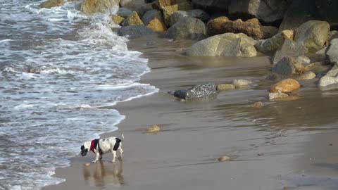 cute dog on the beach playing