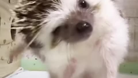 Adorable Hedgehog #shorts #hedgehog #cuteanimals