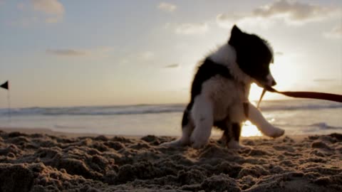 Funny dog on the sea see that he is trying to escape