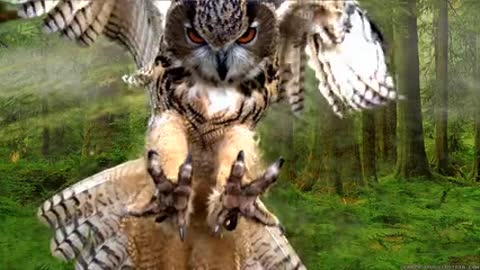 Beautiful owl flight.