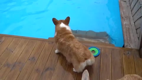 12 Adorable Corgis Swimming In the Pool!!