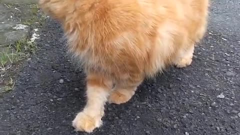 Beautiful ginger cat