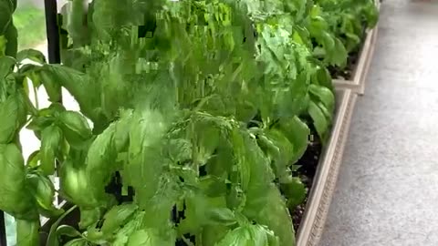 Pruning basil 🌱 is a simple and effective way to encourage bushier growth