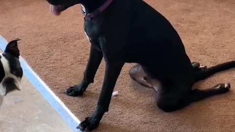 Dog has a Silly Way of Sitting