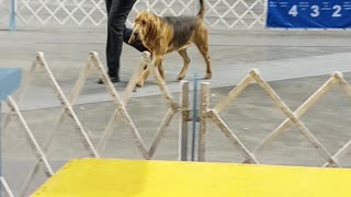 Lori & Sidney, Counsel Bluffs Kennel Club