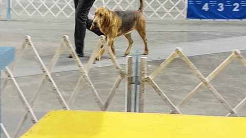 Lori & Sidney, Counsel Bluffs Kennel Club