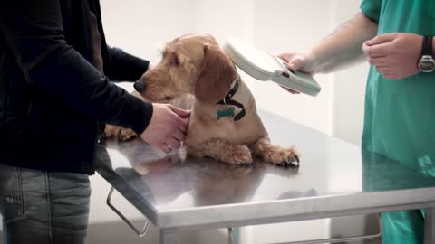 Dog Being Checked By A Veterinarian