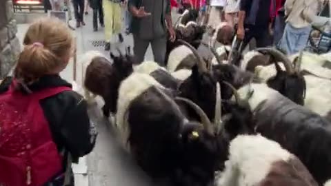 Goat herd casually passes through crowded street