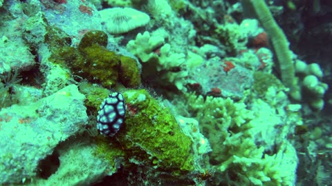 Purple nudibranch, found across the Indian ocean and in the west Pacific