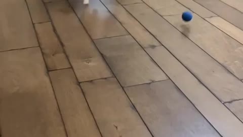 Pussy Playing With Ball | Jump Run