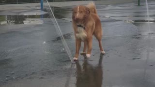 Brown dog water park stops water stream