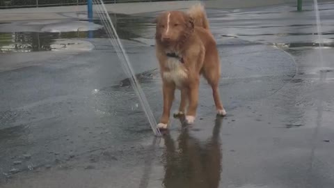 Brown dog water park stops water stream